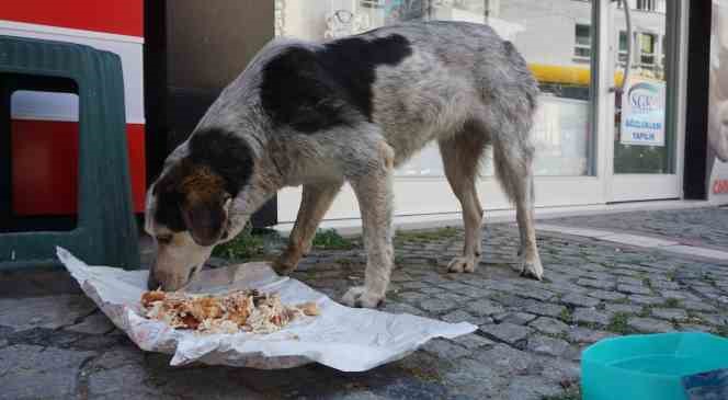 7 yıl &ouml;nce yaralı halde iş yerinin &ouml;n&uuml;ne gelen sokak k&ouml;peği esnafın "Dost"u oldu

