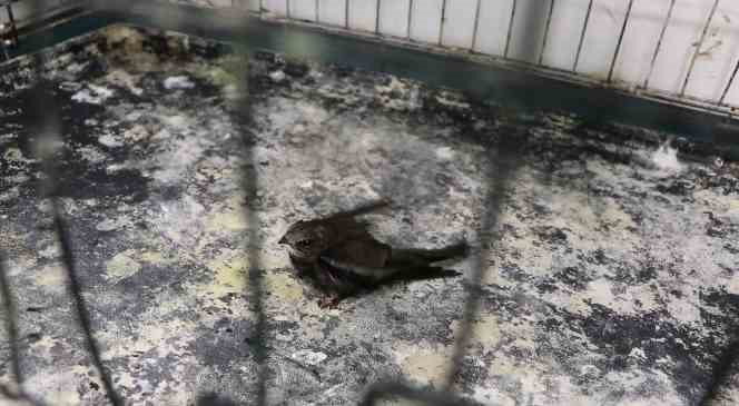 Bitkin d&uuml;şen yavru ebabil kuşu tedavi altına alındı
