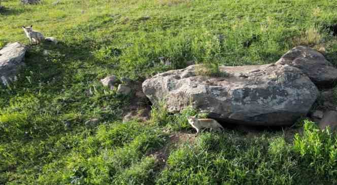 Yavru tilkilerin annelerini bekleyişi havadan g&ouml;r&uuml;nt&uuml;lendi
