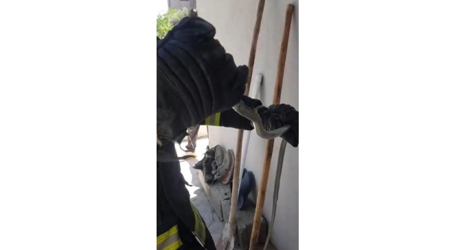 Eve giren yılan doğal yaşam alanına bırakıldı