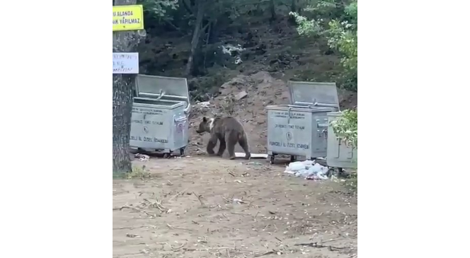 Tunceli&rsquo;de piknik yapan vatandaşlara &rsquo;ayı&rsquo; s&uuml;rprizi
