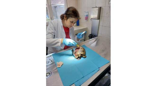 Yalova’da kabuğu kırılan kaplumbağanın tedavisi yapıldı