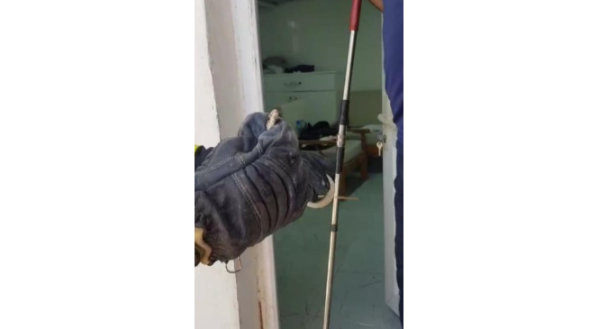 Eve giren yılan doğal yaşam alanına bırakıldı