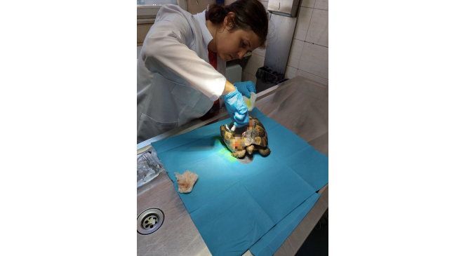 Yalova&rsquo;da kabuğu kırılan kaplumbağanın tedavisi yapıldı
