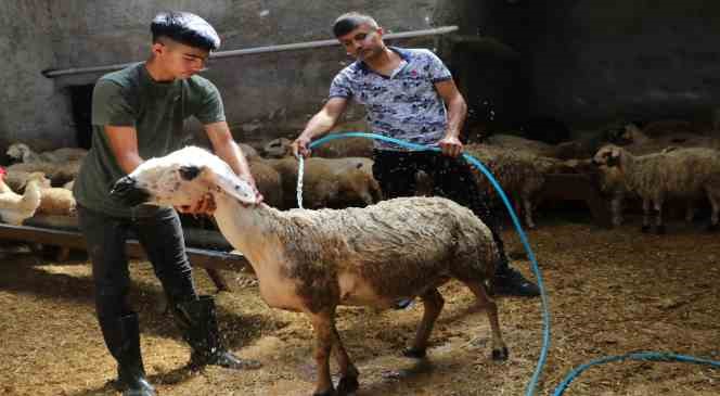 Sıcaklık 52 dereceye ulaştı, besiciler koyunları soğuk suyla yıkadı