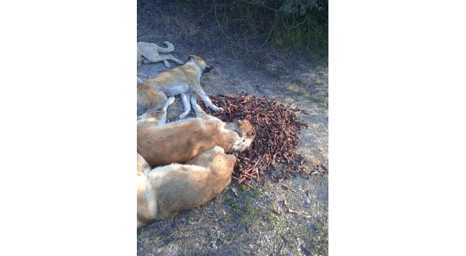 Bolu’da yan yana sıralanmış 6 köpek ormanda ölü bulundu
