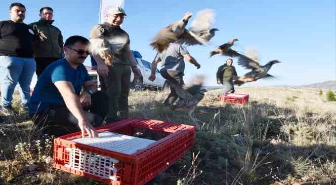 Kırıkkale&rsquo;de &rsquo;kene avcısı&rsquo; y&uuml;zlerce keklik doğaya bırakıldı
