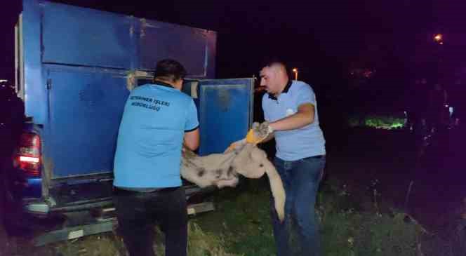 Doğum yapmış köpeği av tüfeği ile vurarak öldürdüler