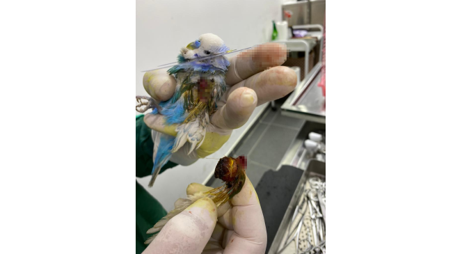 Muhabbet kuşunun kanadından fındık büyüklüğünde tümör alındı