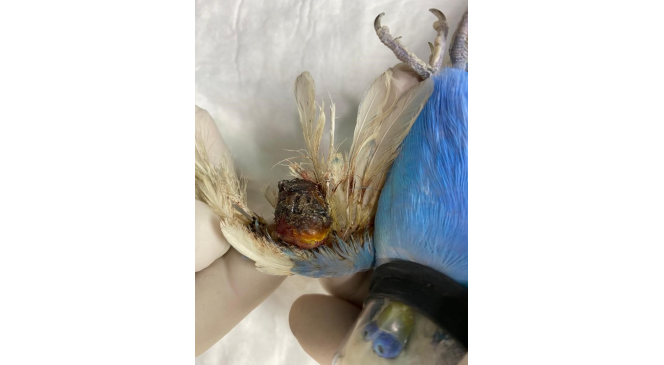 Muhabbet kuşunun kanadından fındık büyüklüğünde tümör alındı