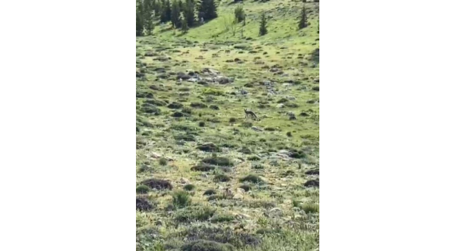 Tilkinin yiyecek arayışı