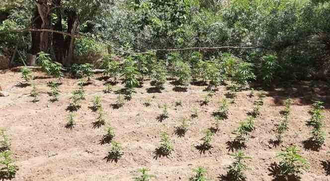 Bing&ouml;l&rsquo;de 2 bin 507 k&ouml;k kenevir ele ge&ccedil;irildi
