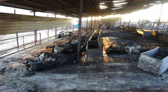 Çanakkale’deki orman yangınlarında çiftlik yandı, 13 büyükbaş ve 10 küçükbaş hayvanı telef oldu