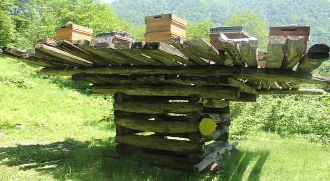 Giresun&rsquo;da y&uuml;zyıllık arı &ccedil;ardakları tescillendi
