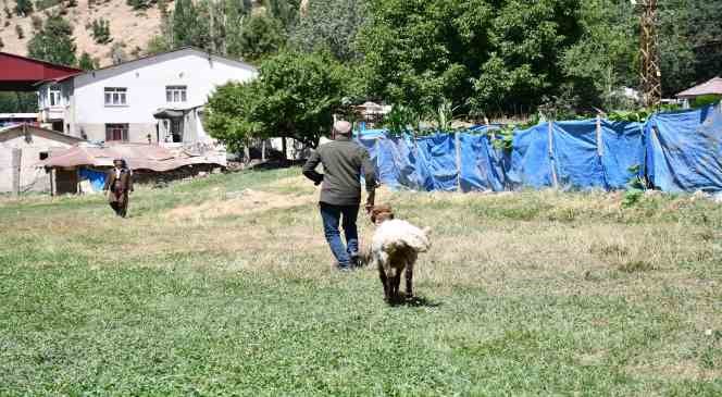 D&uuml;ğ&uuml;nde kesilmemek i&ccedil;in sahibinin elinden ka&ccedil;an koyun onunla dost oldu
