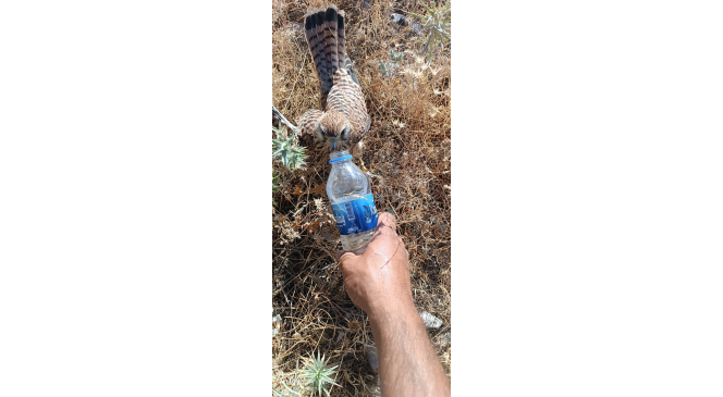 Sıcaktan bunalan kerkenez kuşuna şişeyle su içirdi