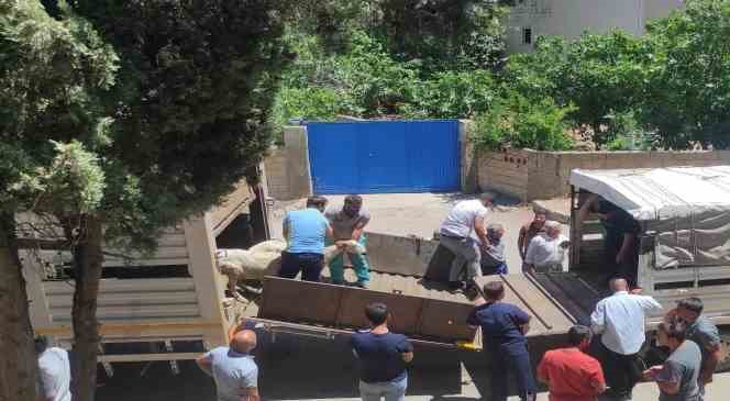 Adıyaman&rsquo;da 254 baş hayvan dağıtıldı
