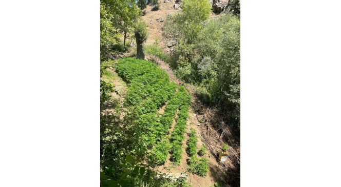Bing&ouml;l&rsquo;de 4 bin k&ouml;k kenevir bitkisi ele ge&ccedil;irildi
