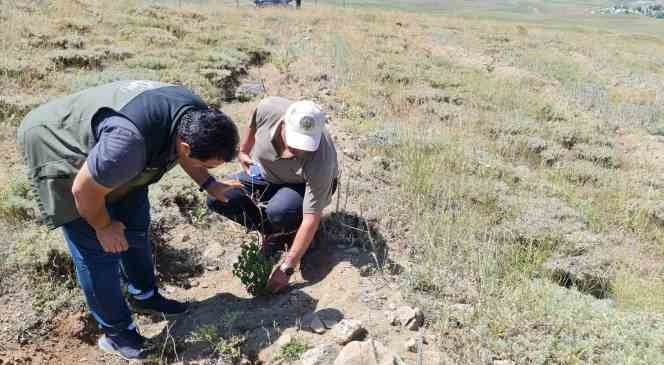 Erzurum Orman B&ouml;lge M&uuml;d&uuml;r&uuml; Ayatay, Ağrı&rsquo;da

