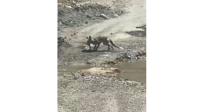 Tilki ile yılanın yaşam savaşı