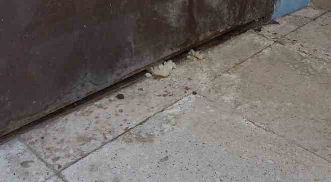 3 g&uuml;nd&uuml;r mahsur kalan kedi kurtarılmayı bekliyor: Annesi garaj kapısında n&ouml;bet tutuyor
