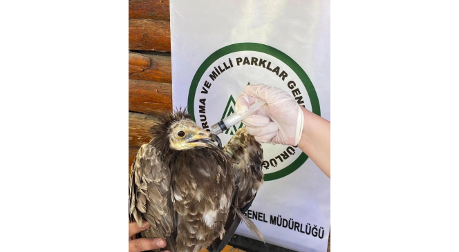 Yaralı Akbaba ve Kızıl Şahin Kars’ta tedavi altına alındı