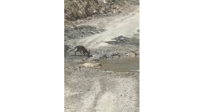 Tilki ile yılanın yaşam savaşı
