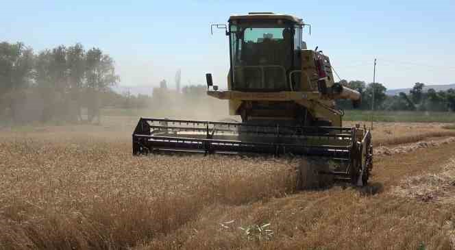 Y&uuml;ksek rekolte bekleniyor, stratejik &uuml;r&uuml;n buğdayda hasat başladı
