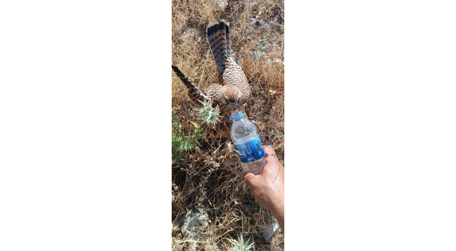 Sıcaktan bunalan kerkenez kuşuna şişeyle su i&ccedil;irdi

