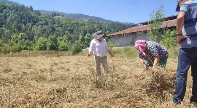 Keman resitali ile buğday hasadı yaptılar