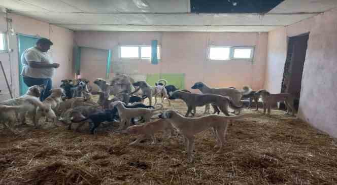 Ezine&rsquo;de 950 sokak hayvanı kısırlaştırıldı
