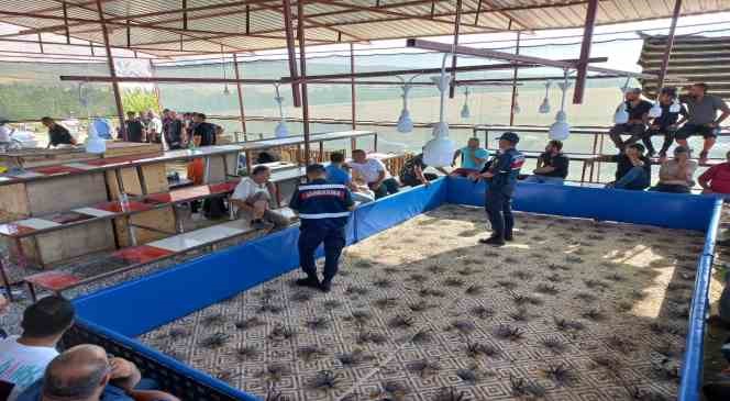 Jandarmadan horoz dövüşüne baskın: 71 kişi gözaltına alındı