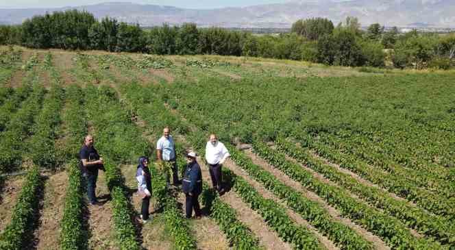 Erzincan&rsquo;da sebze &uuml;retimi artıyor
