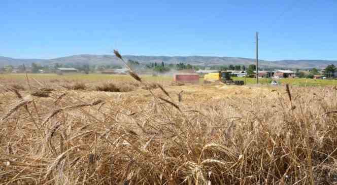 Zile’de ata tohumu ’Karakılçık Buğdayı’ hasadı yapıldı