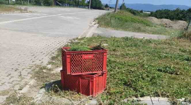 Altınova&rsquo;da 3 kasa deniz b&ouml;r&uuml;lcesiyle yakalandı
