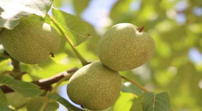 Cevizin rekoltesinde kayıp yok
