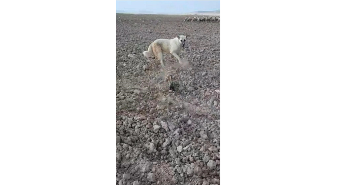 Nesli t&uuml;kenmek &uuml;zere olan alaca sansar Nevşehir&rsquo;de g&ouml;r&uuml;ld&uuml;
