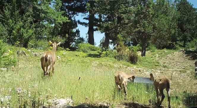 Burdur&rsquo;da doğaya salınan yaban ke&ccedil;ileri &uuml;remeye başladı
