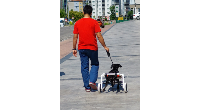 Kazada felç olan köpeği yürüteçle yürüttüler