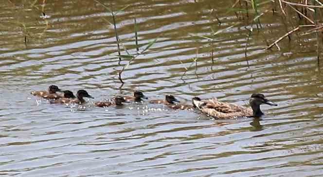 Hersek Lagünü’nde üreyen kuş türü sayısında artış