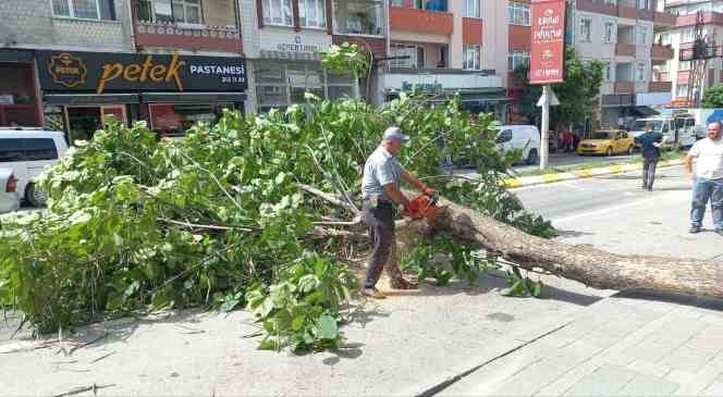 Edirne&rsquo;de taksinin &uuml;st&uuml;ne devrilen ağa&ccedil; 2 saat boyunca trafiği kapattı
