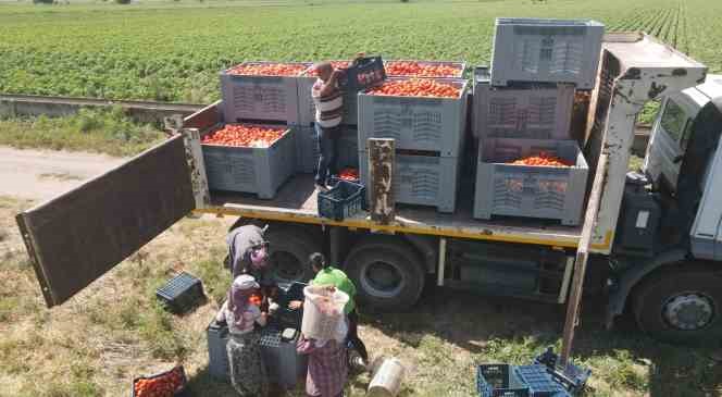 Efeler’in domateslerin hasat ediliyor