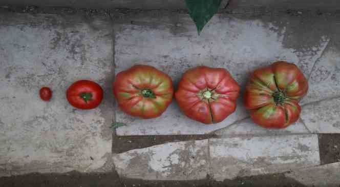 Kimsenin kullanmadığı tohumları kullandı, aldığı sonuç hayrete düşürdü