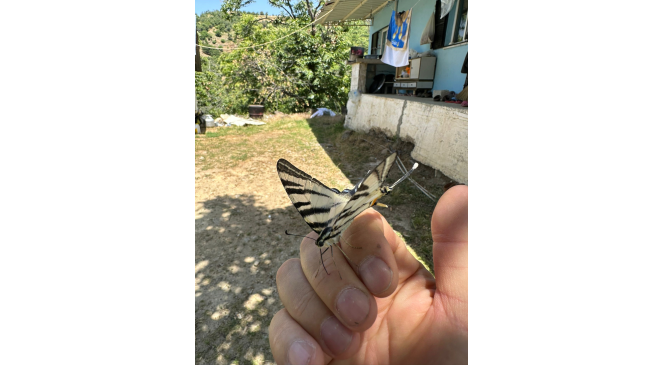 T&uuml;rkiye&rsquo;de nadir g&ouml;r&uuml;len zebra kırlangı&ccedil; kuyruklu kelebek Aydın&rsquo;da g&ouml;r&uuml;nt&uuml;lendi
