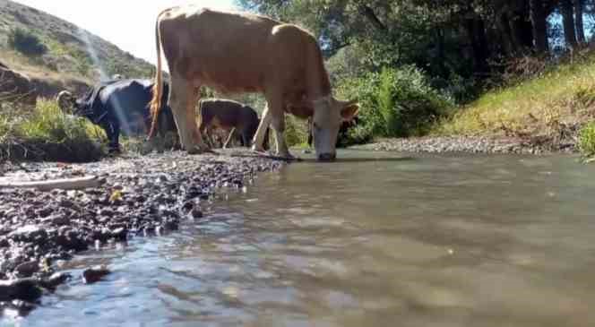 &Ccedil;obanlar sıcaktan bunalan hayvanları, pet şişelerle su d&ouml;kerek serinletiyor
