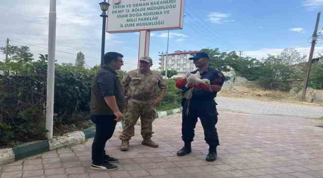 Iğdır’da yaralı leylek tedavi altına alındı