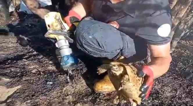 Alevlerin arasından yaşama d&ouml;nen kaplumbağa, itfaiye erinin sevinci oldu
