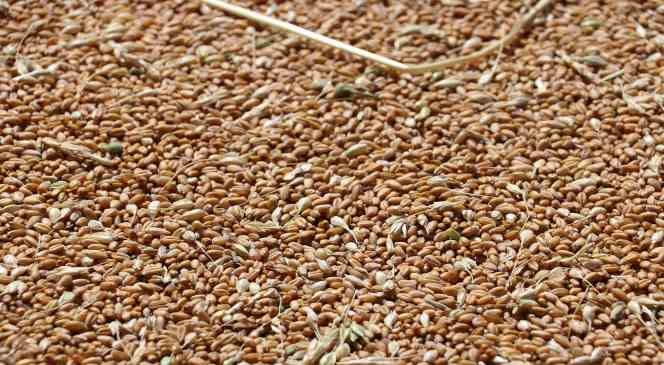 Buğday hasadında yağmur bereketi, ge&ccedil;en yıla g&ouml;re verim y&uuml;zde y&uuml;z arttı
