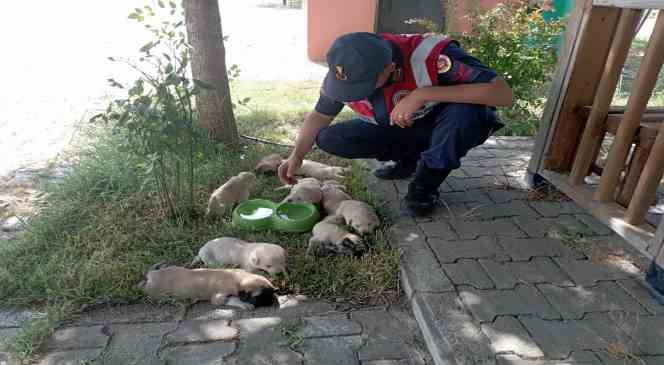 Anne köpek ve yavruları, jandarma tarafından barınağa teslim edildi