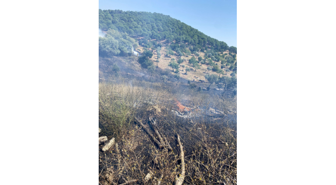 Koçarlı’da zirai alan ve orman yangını